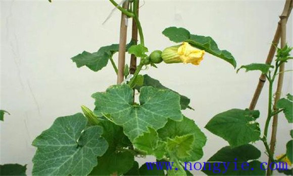 陽(yáng)臺種植南瓜的方法