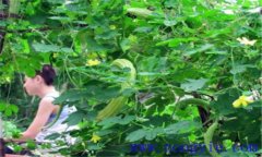 苦瓜的田間管理用打叉嗎？苦瓜的田間管理技術(shù)