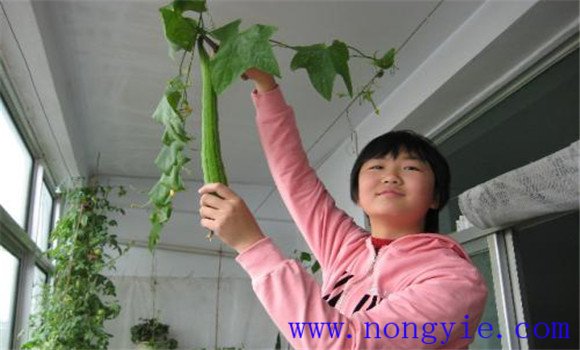 陽(yáng)臺絲瓜要及時(shí)采收