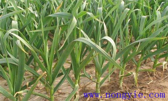 大蒜高產(chǎn)種植技術(shù)的關(guān)鍵環(huán)節是春管
