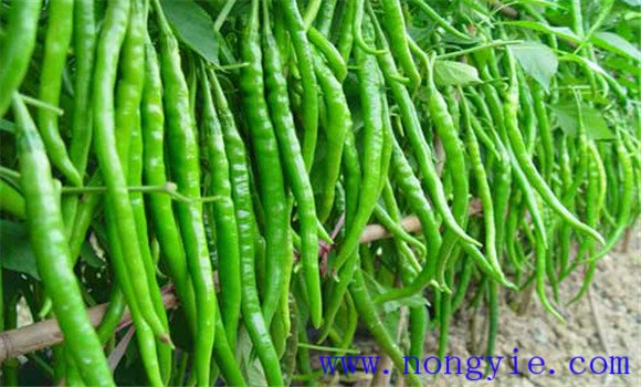 湘西長(cháng)線(xiàn)椒簡(jiǎn)介
