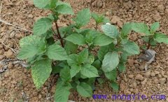 牛膝的生長(cháng)環(huán)境條件要求 種植牛膝田間管理方法