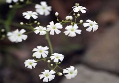滿(mǎn)天星怎么養？