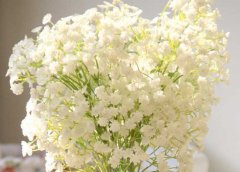 滿(mǎn)天星的花語(yǔ)及故事傳說(shuō)