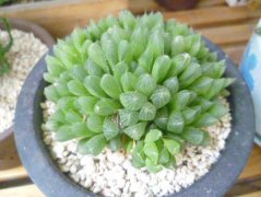 冰燈玉露的養殖方法