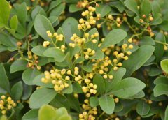 米蘭花掉葉子怎么辦？