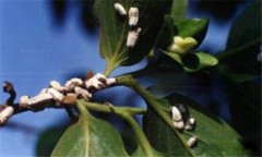 柿長(cháng)綿粉蚧的危害癥狀與防治方法