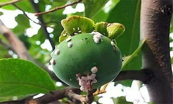 柿長(cháng)綿粉蚧的發(fā)生規律
