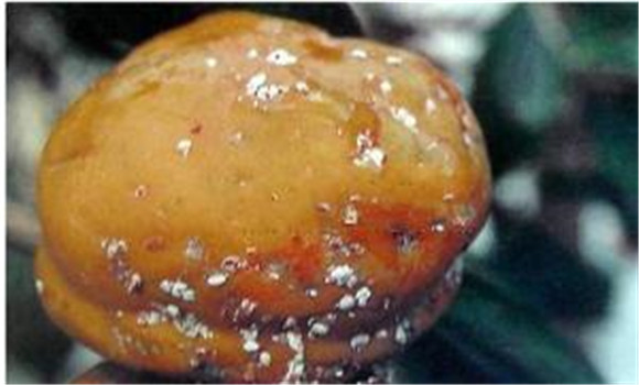 柿長(cháng)綿粉蚧的防治方法