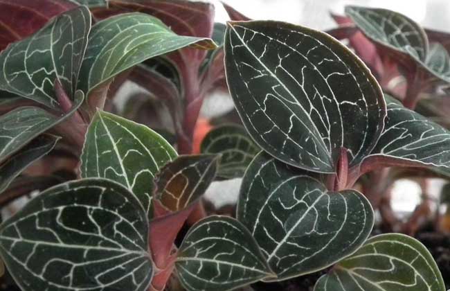 金線(xiàn)蓮種植技術(shù)