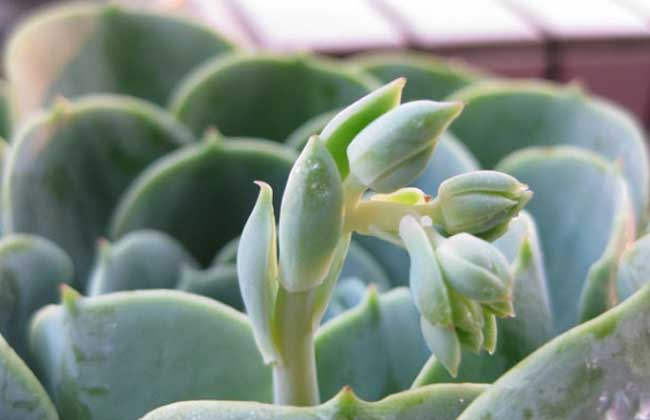 花卉怎么養