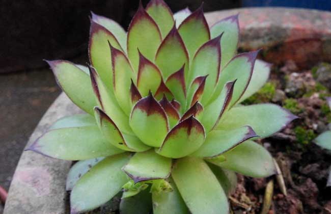 花卉的養殖方法