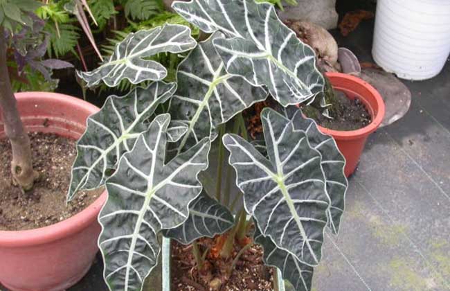 花卉的養殖方法