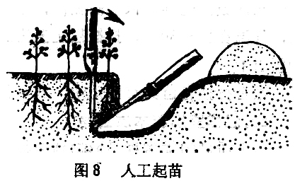 ="苗木在起、運過(guò)程中應注意什么"
