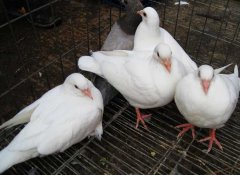 肉鴿如何才能提高成活率？