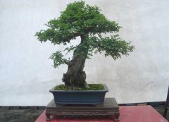 白蠟樹(shù)盆景圖片欣賞及養護技術(shù)