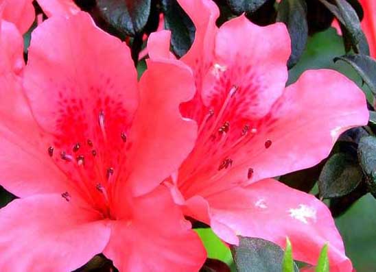 杜鵑花養殖方法
