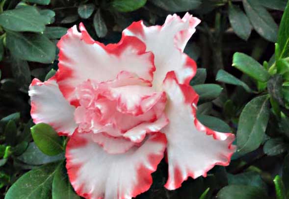 杜鵑花怎么養