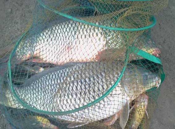 鯉魚(yú)養殖