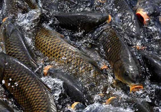 鯉魚(yú)養殖飼料配方