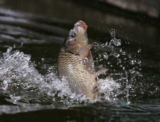 魚(yú)類(lèi)疾病防治