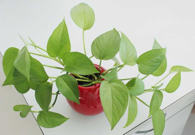 綠蘿養殖方法