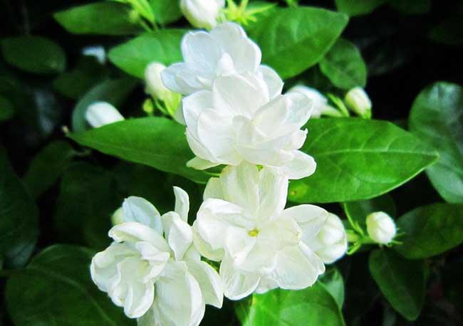 茉莉花養殖方法
