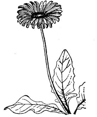 扶郎花的養殖技術(shù)與花期控制 花卉養殖方法