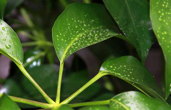 發(fā)財樹(shù)怎么澆水