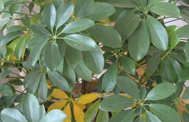 發(fā)財樹(shù)種植方法