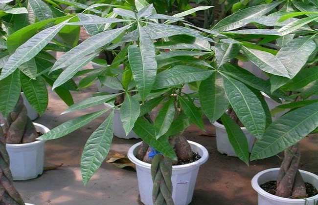 發(fā)財樹(shù)種植方法