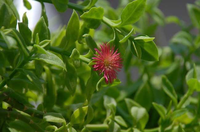 室內植物養殖
