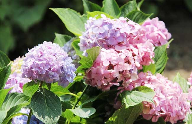 繡球花養殖方法