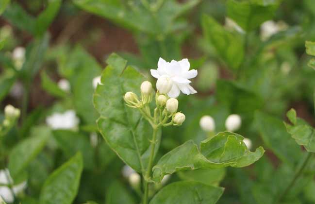 茉莉花養殖方法