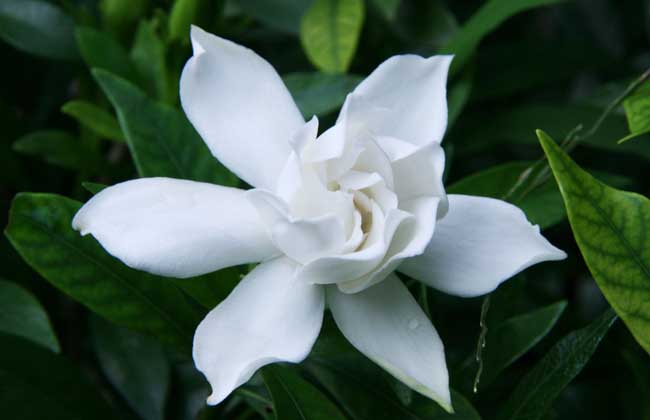 梔子花養殖方法