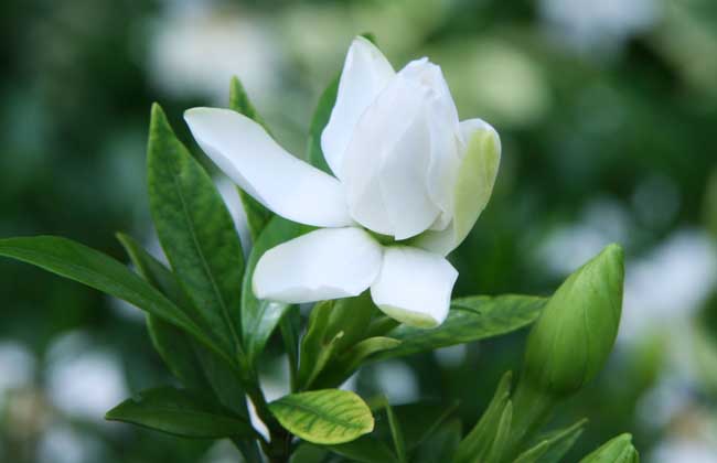 梔子花的養殖方法