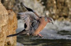 斑鳩的種類(lèi)有哪些？