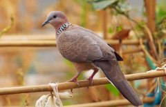 珠頸斑鳩吃什么食物？