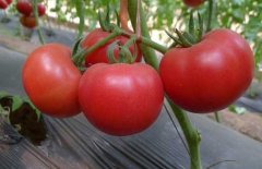西紅柿常用激素、調節劑、微肥、葉面肥