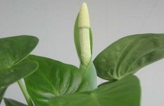 滴水觀(guān)音開(kāi)花嗎？