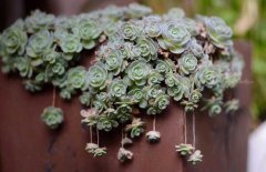 多肉植物什么時(shí)候澆水？