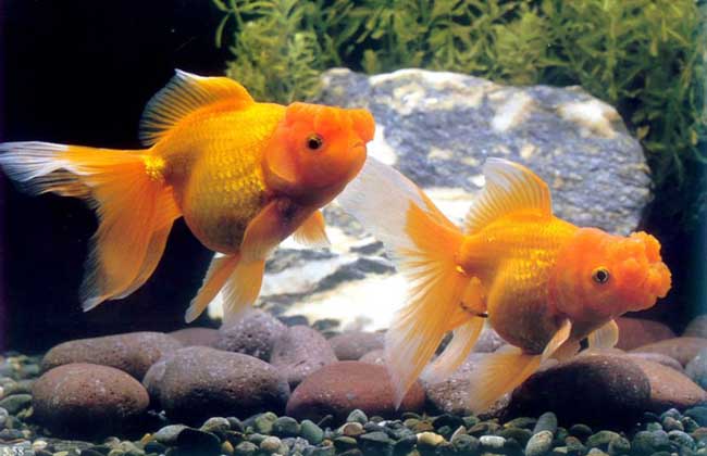 金魚(yú)怎么養