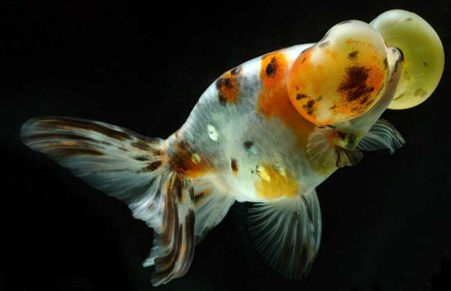 金魚(yú)怎么養