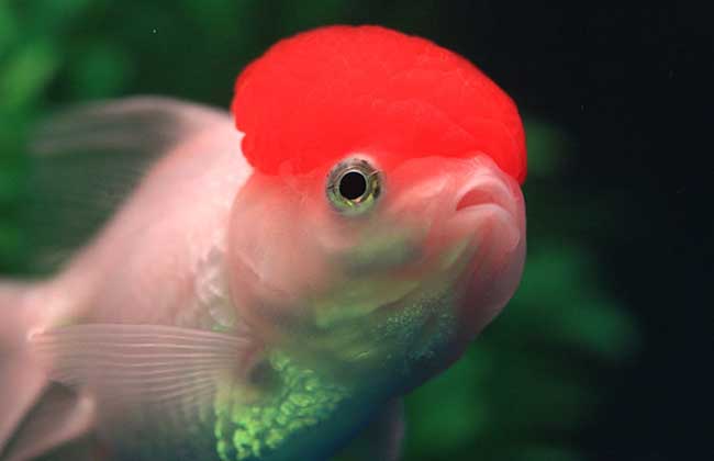 金魚(yú)怎么養