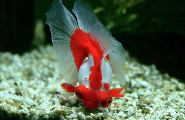 金魚(yú)怎么養