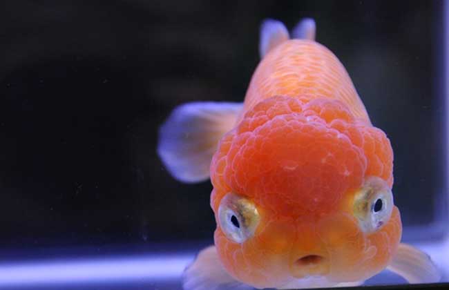金魚(yú)怎么養