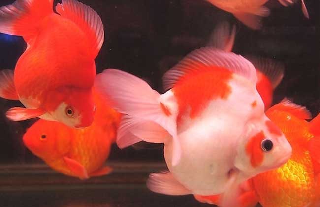 金魚(yú)怎么養