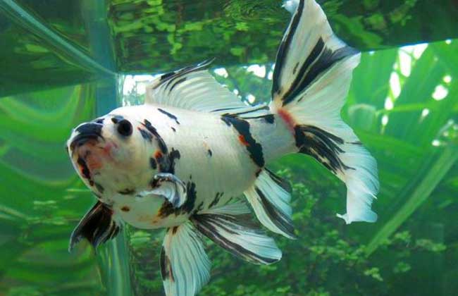 金魚(yú)怎么養