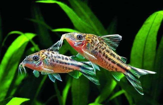 觀(guān)賞魚(yú)的品種知識