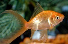 草金魚(yú)養殖方法簡(jiǎn)介